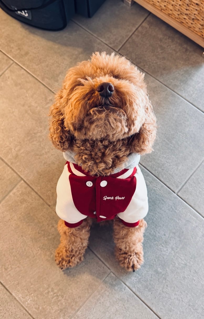 Customer photo review of Dog Varsity Jackets