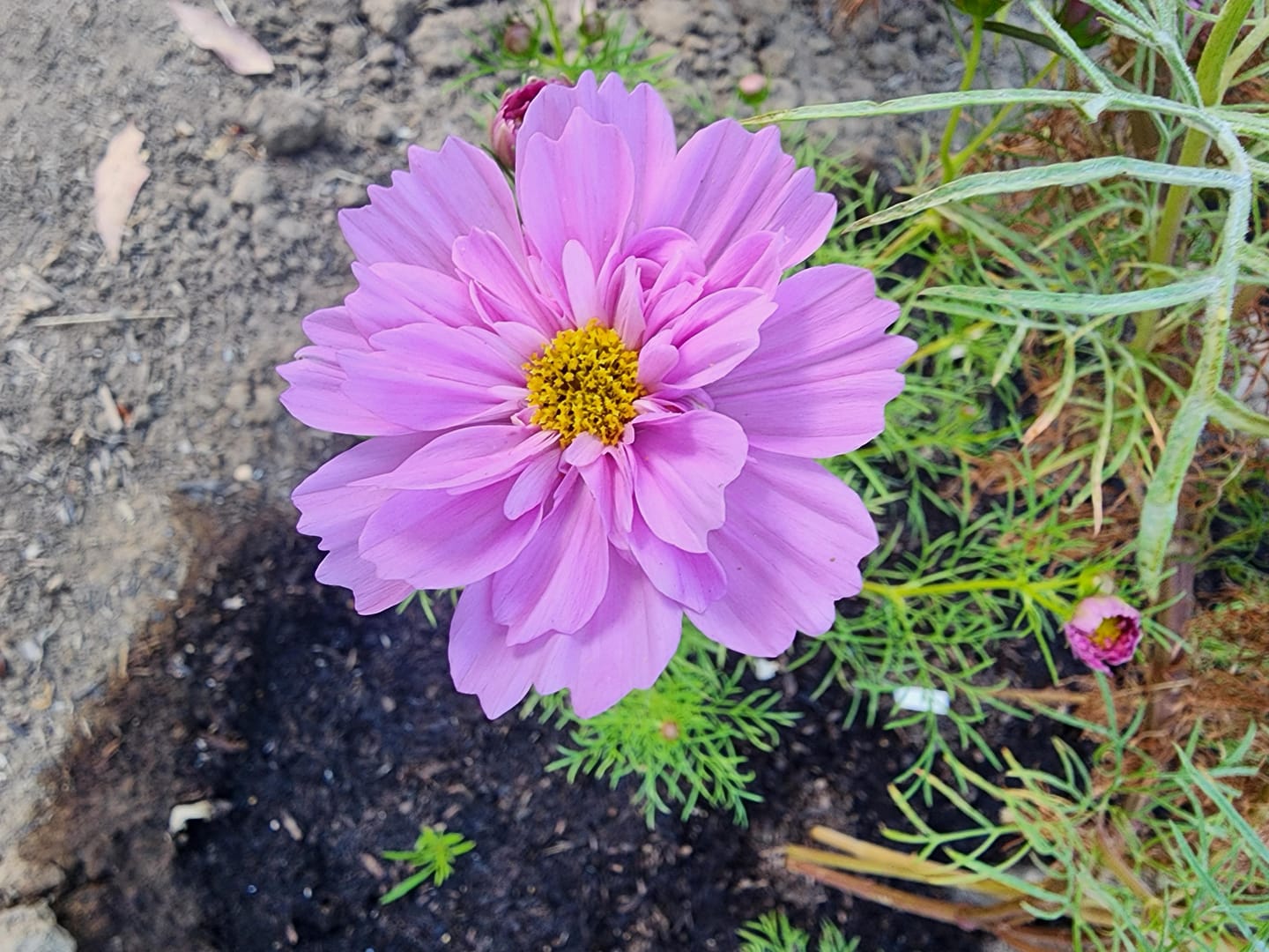 Customer photo review of Cosmos Seeds - Cupcake Mix