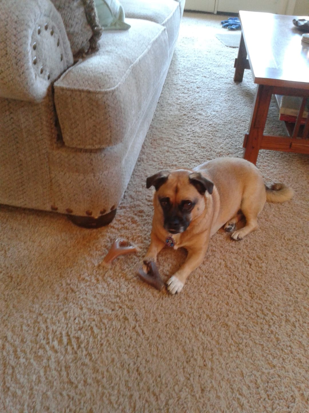 Customer photo review of Simparica TRIO - Triple Protection for Dogs in One Tasty Monthly Chew