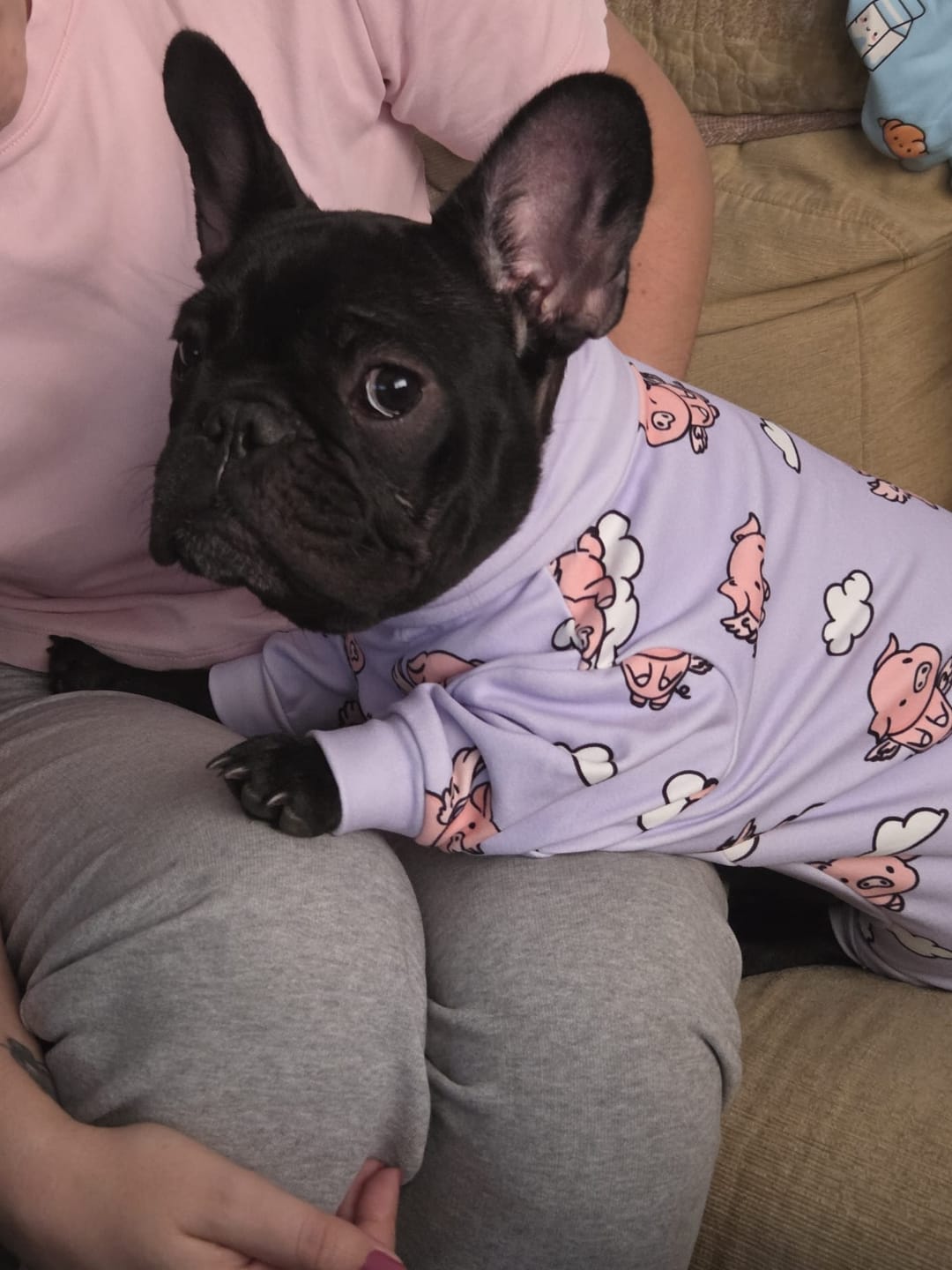 Customer photo review of Dog Pajama - When Pigs Fly