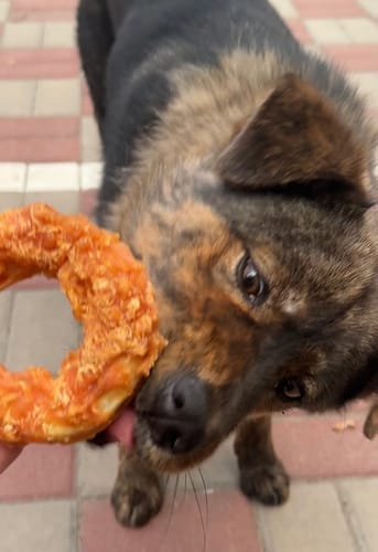Customer photo review of Jungle Calling Dog Treats Variety Pack, Chicken Wrapped Rawhide Donuts, Beef Tendon Bones & Multi-Flavor Kabobs, 3-Item Bundle for Dogs