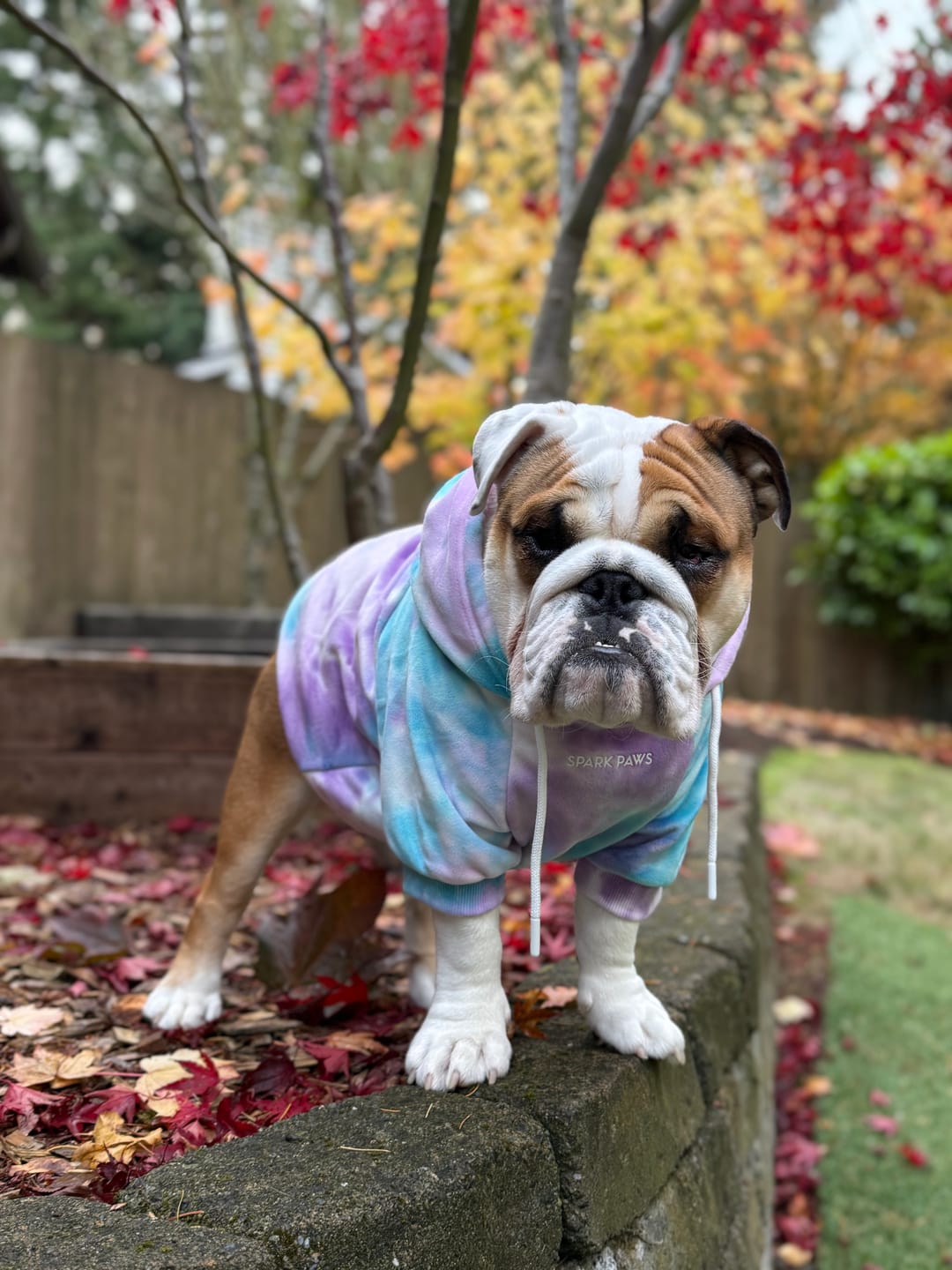 Customer photo review of Velvet Dog Hoodie - 90s Retro