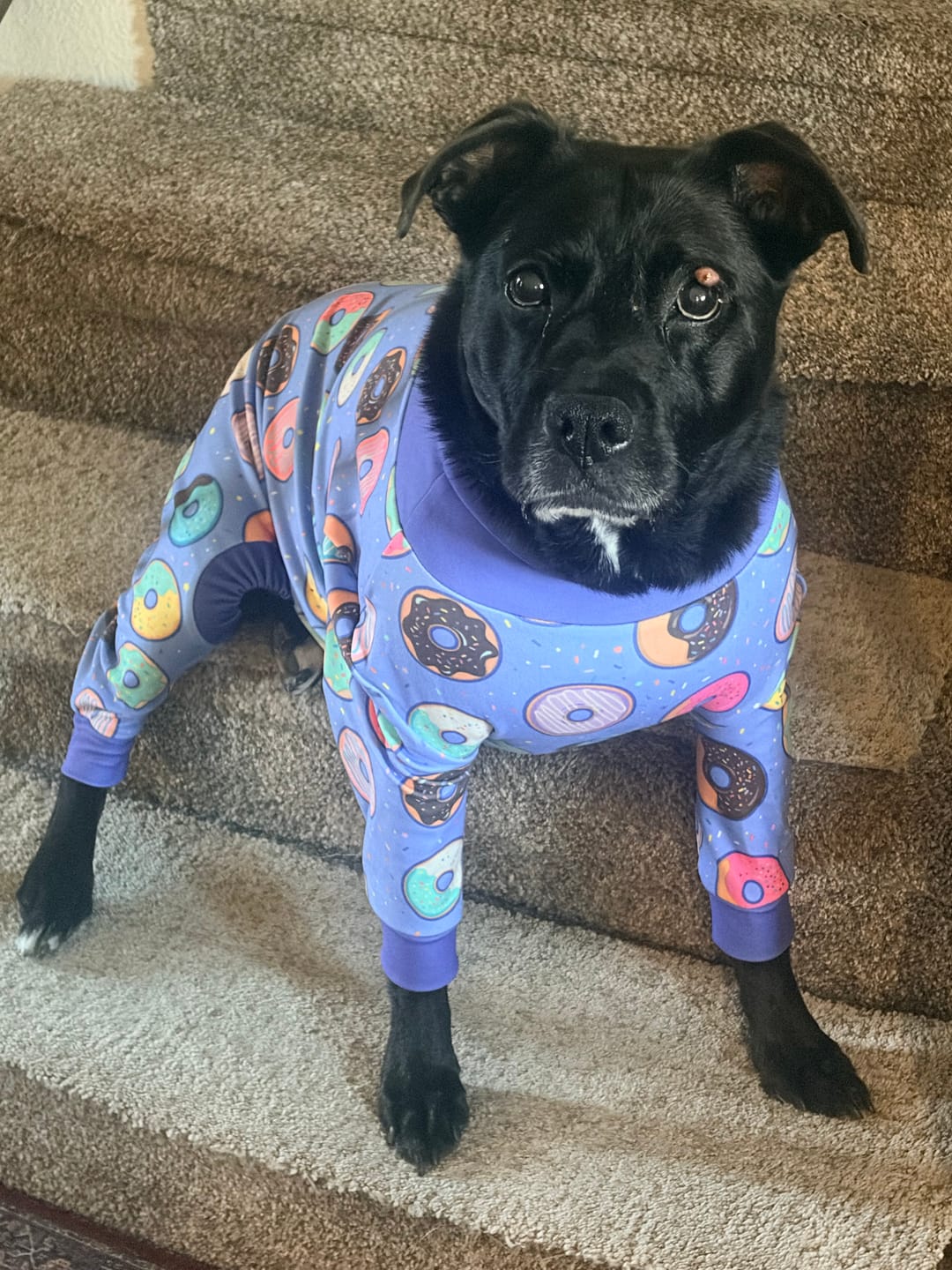 Customer photo review of Dog Pajama - Donuts