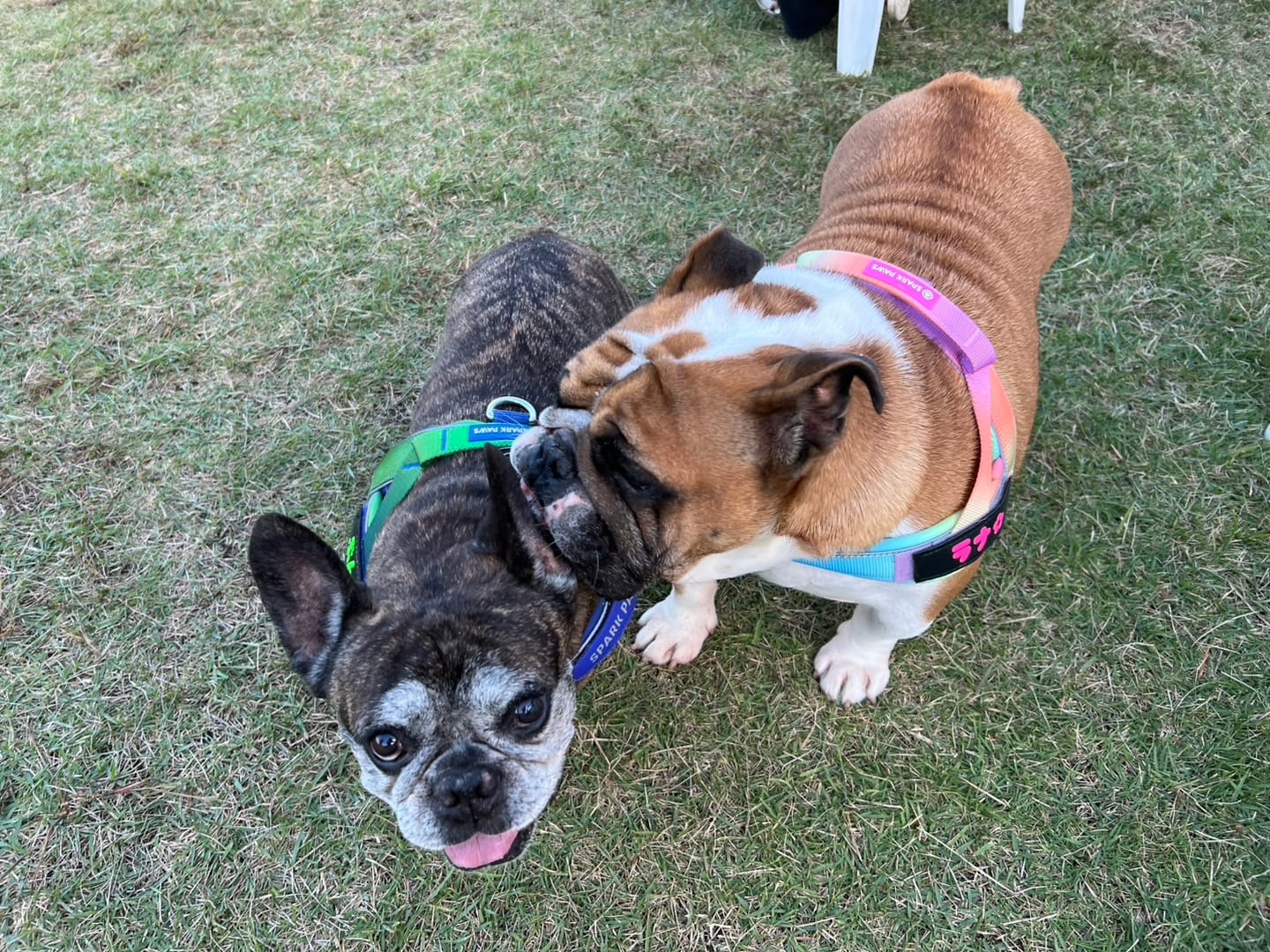 Customer photo review of Grab & Go Harness