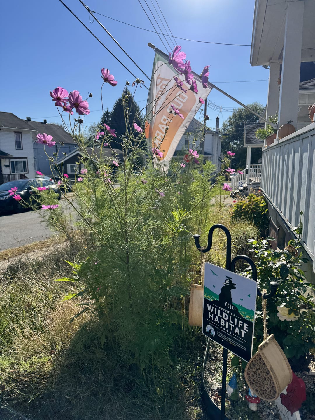Customer photo review of Northeast Wildflower Seed Mix