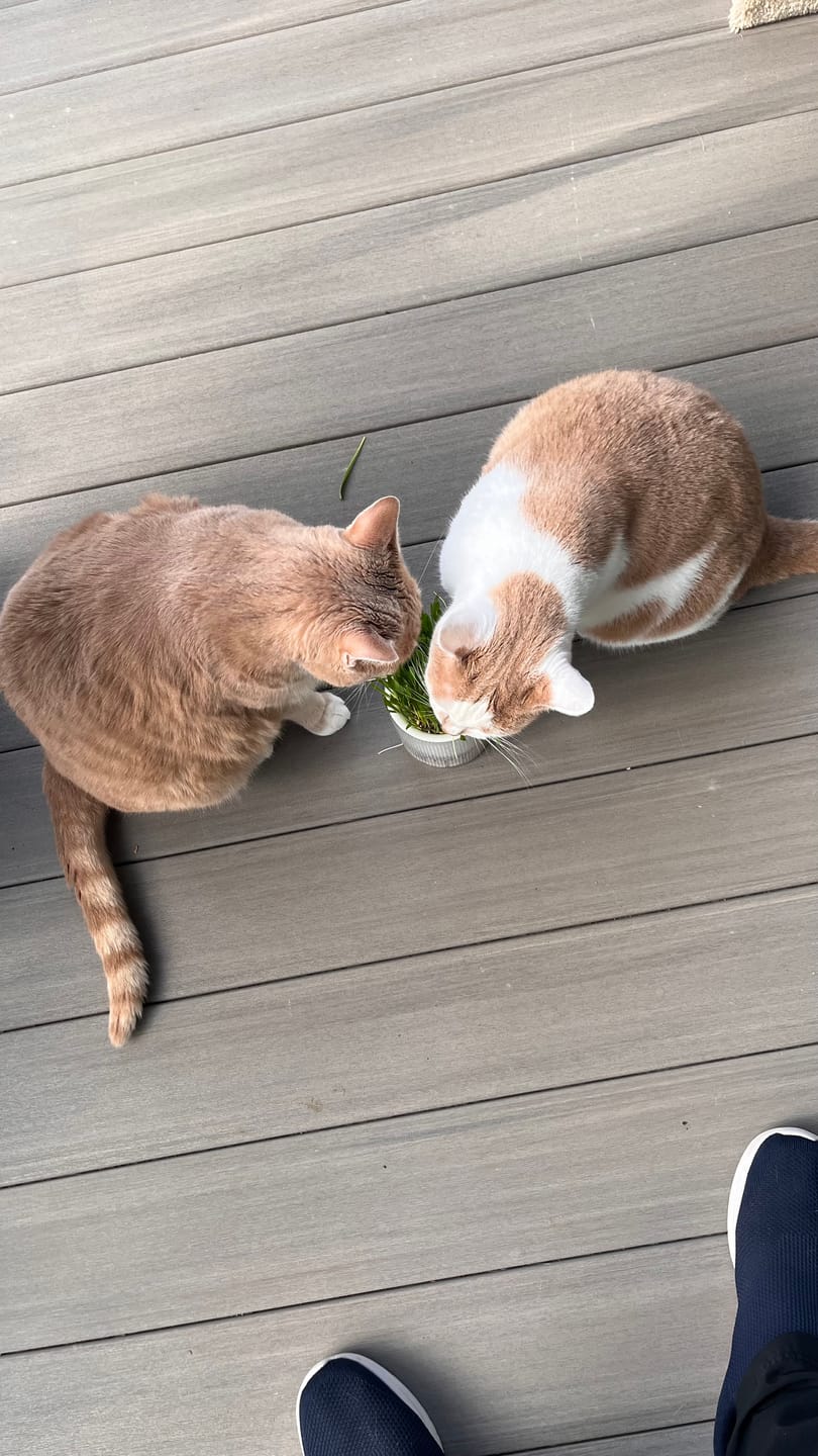 Customer photo review of Michu All-in-One Soil-Free Cat Grass Grow Kit - Made In USA