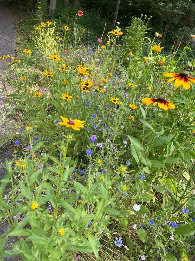 Customer photo review of Northeast Wildflower Seed Mix