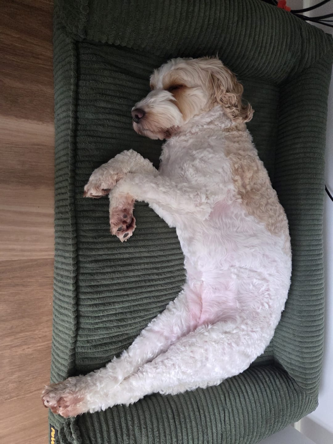 Customer photo review of Pet Bed Non Slip Dog Mat Orthopedic Sofa  Cushion Washable Removable
