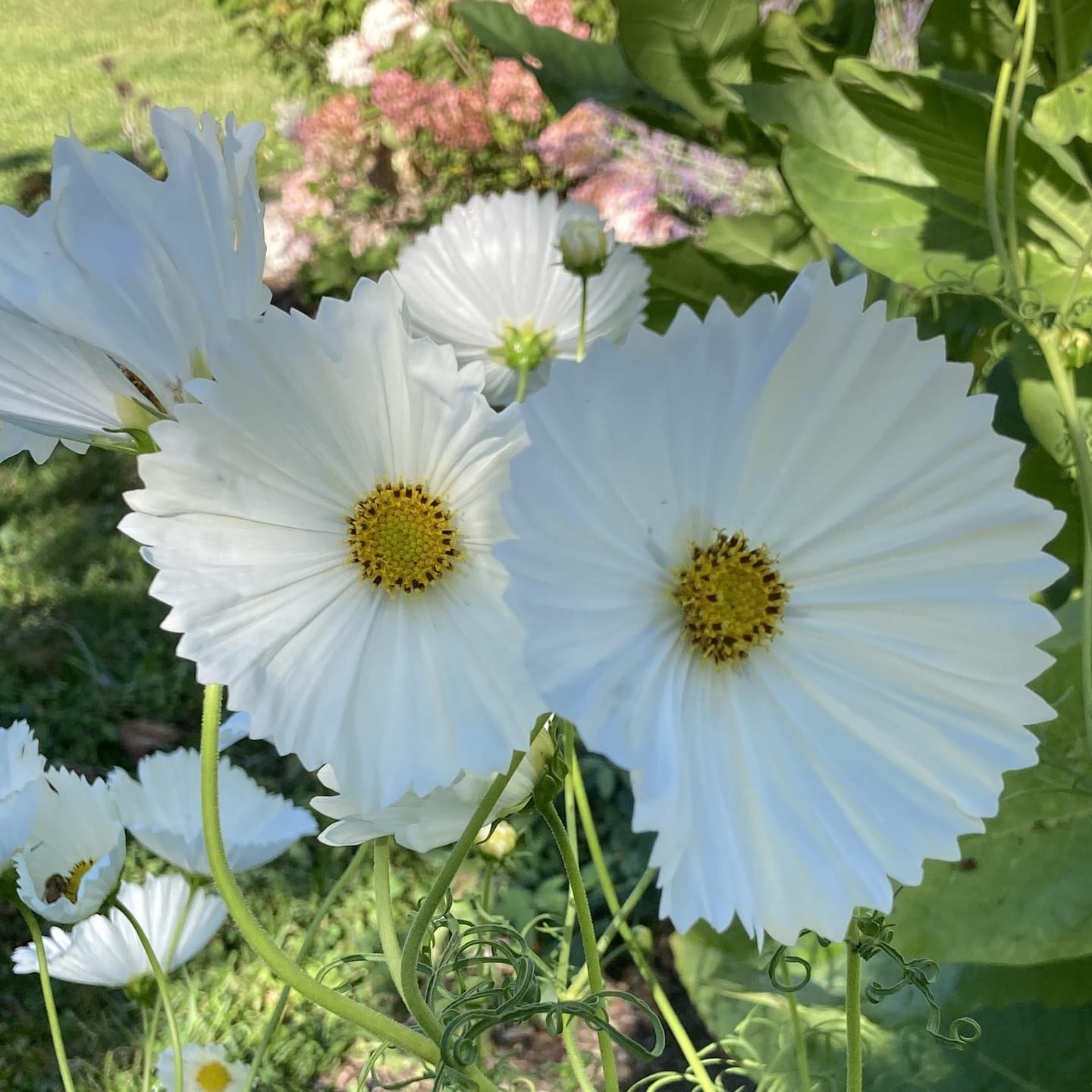 Customer photo review of Cosmos Seeds - Cupcake Mix