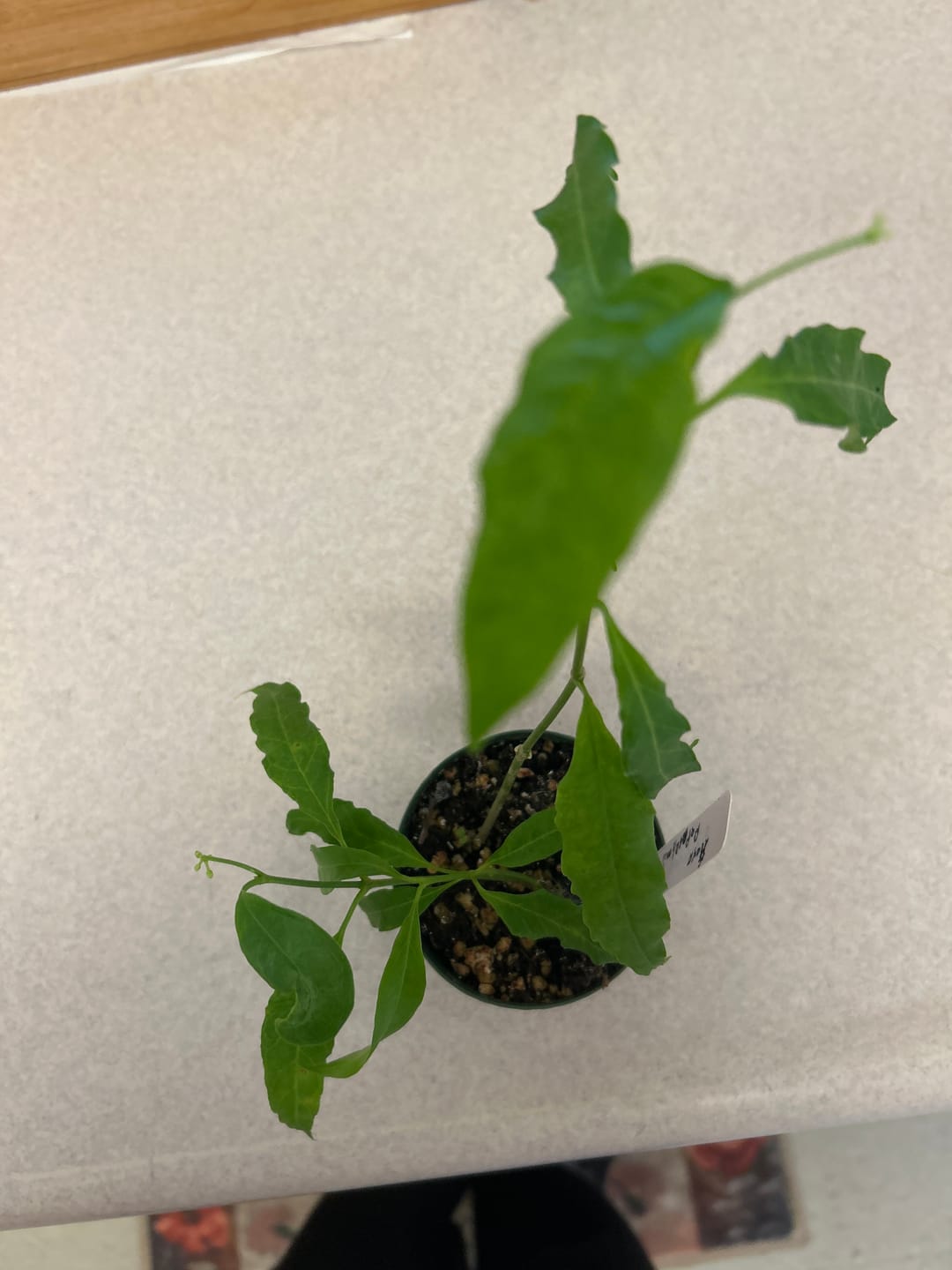 Customer photo review of Hoya papaschonii
