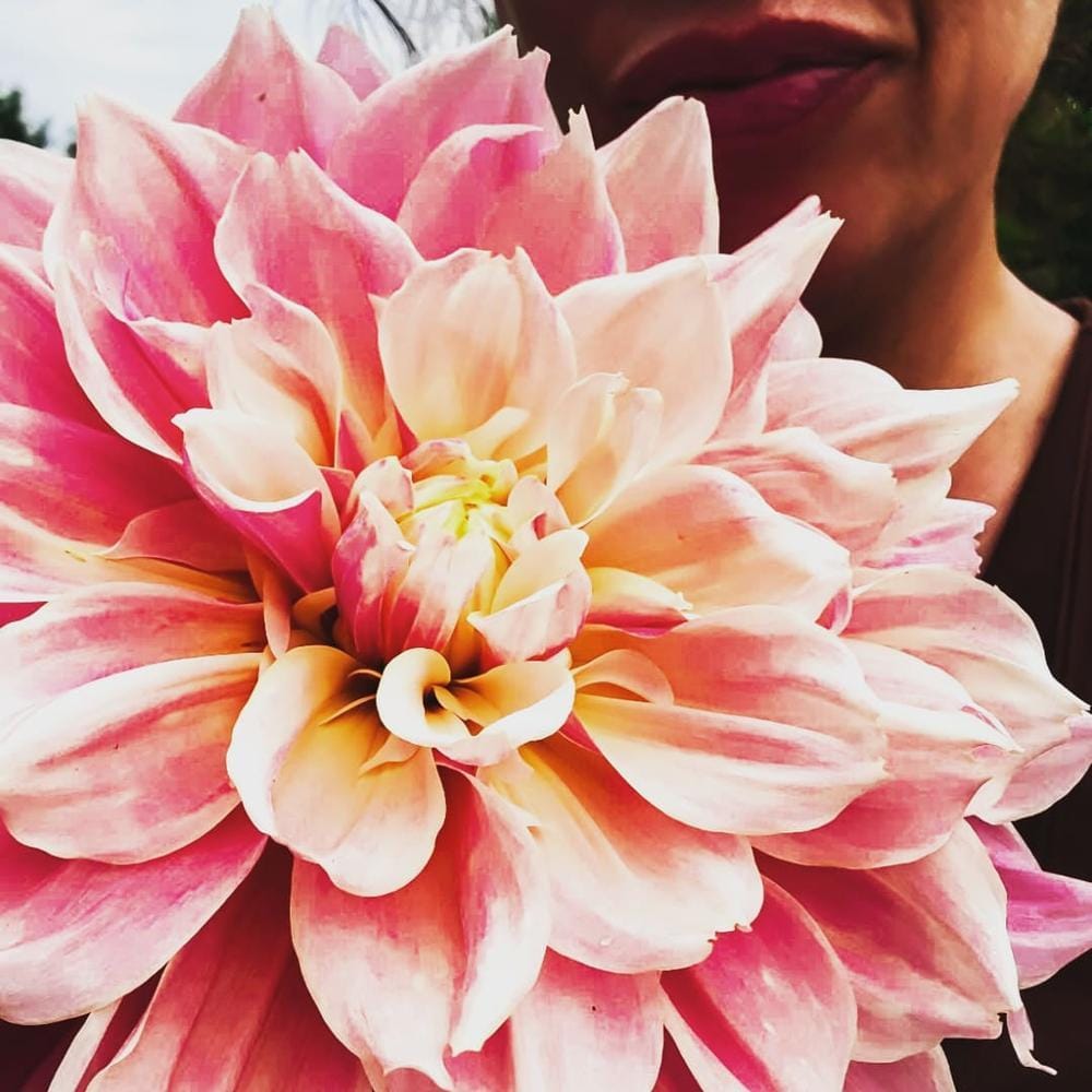 Customer photo review of Dahlia Tubers (Dinnerplate) - Penhill Watermelon