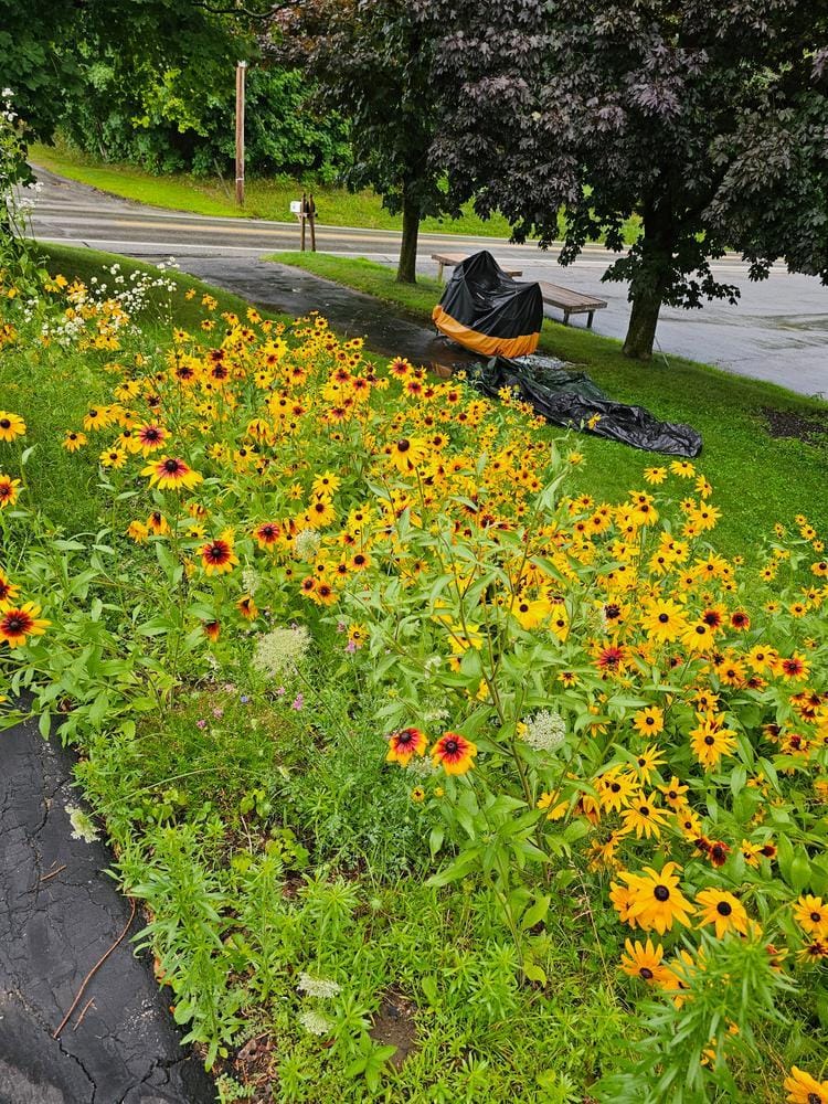 Customer photo review of Northeast Wildflower Seed Mix