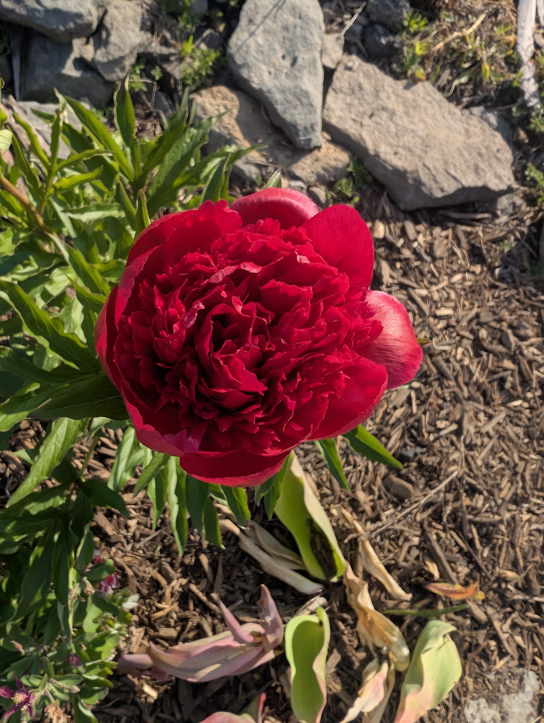 Customer photo review of Peony Roots - Buckeye Belle