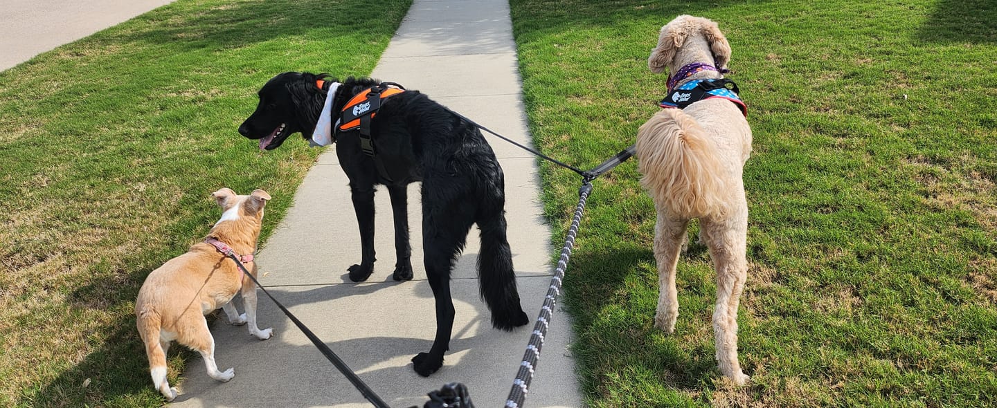 Customer photo review of Dogshood ™ No Pull Harness