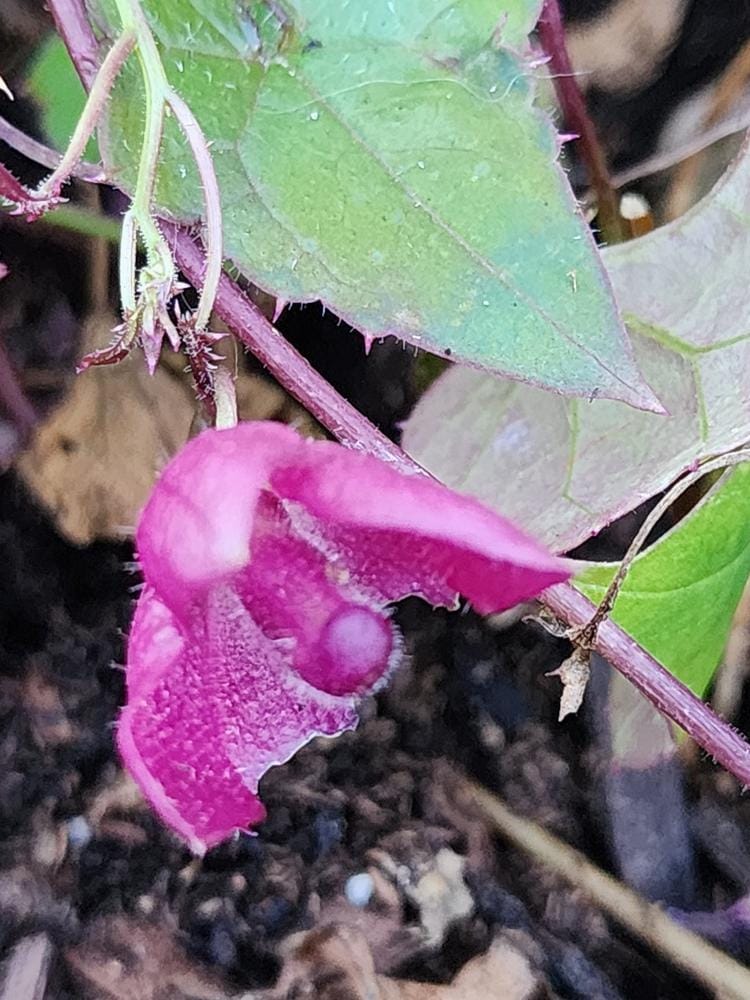 Customer photo review of Purple Bell Vine Seeds