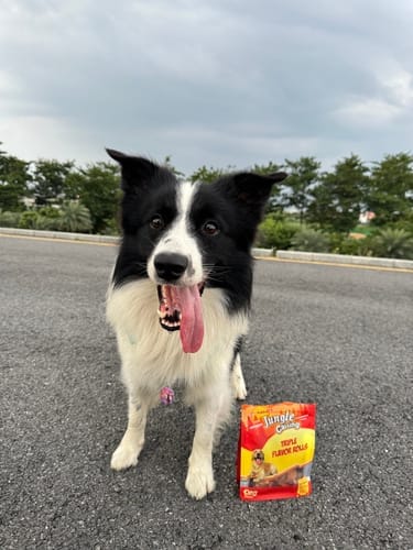 Customer photo review of Jungle Calling Dog Treats Variety Pack, Triple Flavor Rolls, Multi-Flavor Kabobs & Duck Wrapped Cartilage Bones, 3-Item Bundle