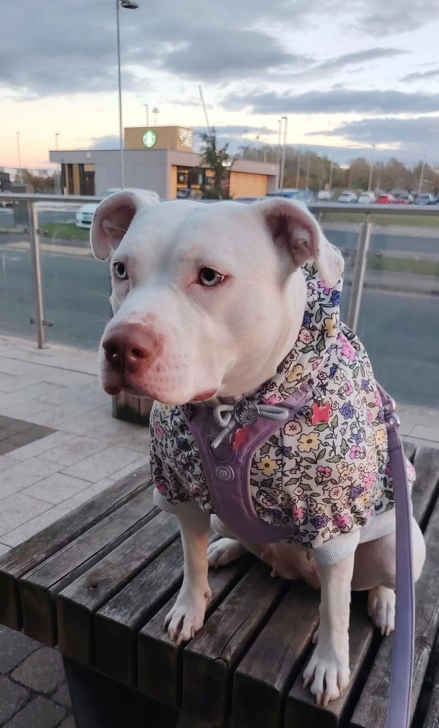 Customer photo review of Vintage Flower Dog Hoodie - Light Grey