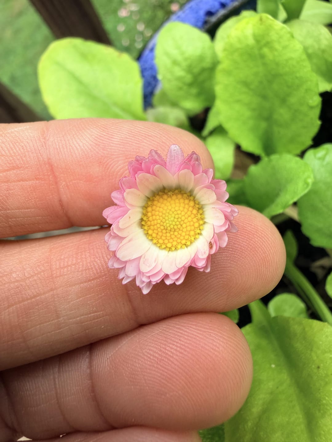 Customer photo review of English Daisy Seeds - Pomponette Mix