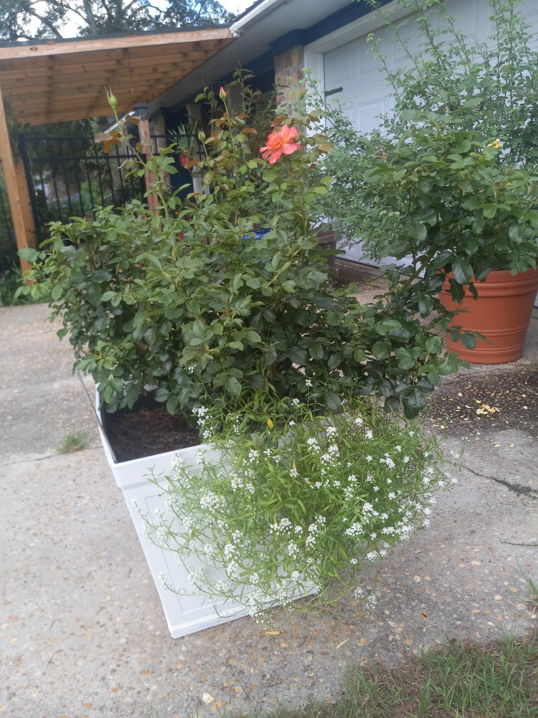 Customer photo review of Sweet Alyssum Seeds - Carpet of Snow