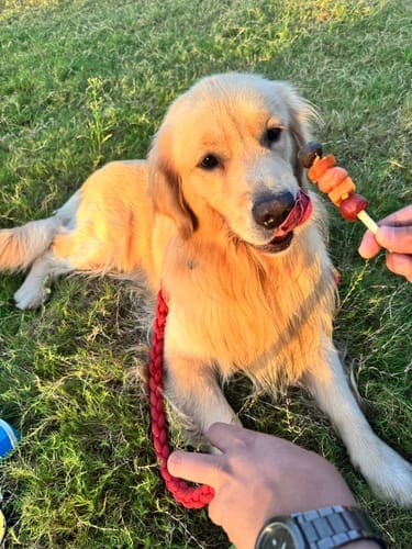 Customer photo review of Jungle Calling Dog Treats Variety Pack, Triple Flavor Rolls, Multi-Flavor Kabobs & Duck Wrapped Cartilage Bones, 3-Item Bundle