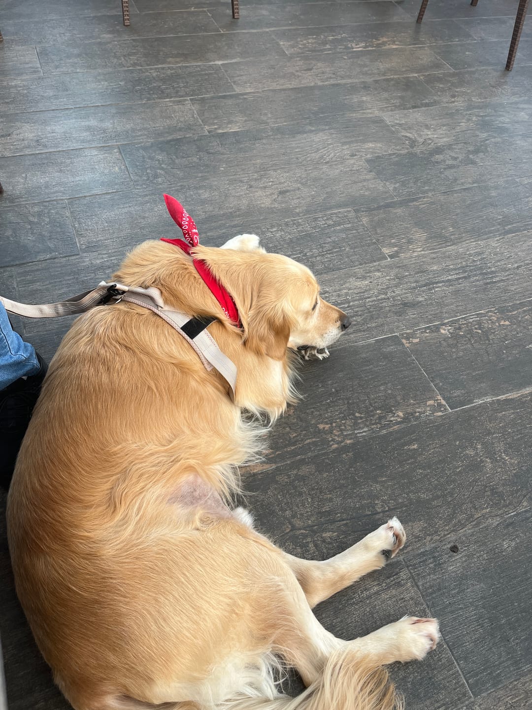 Customer photo review of ParoPet No Pull Dog Harness