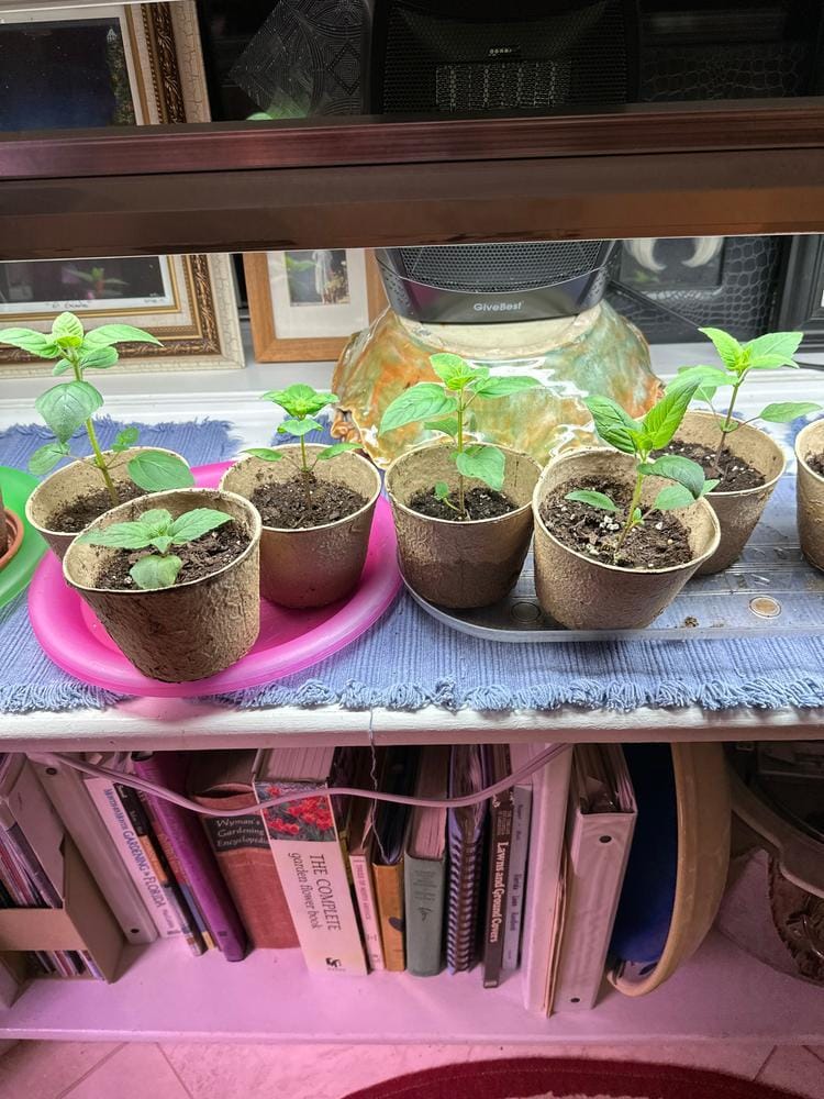 Customer photo review of Bee Balm Seeds - Mix