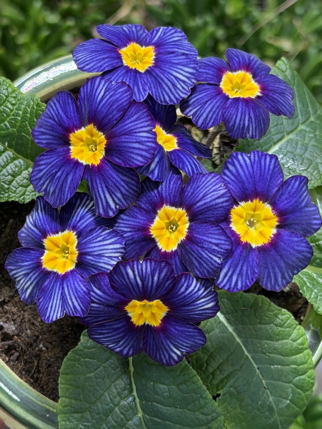 Customer photo review of Primrose Seeds - Blue Zebra