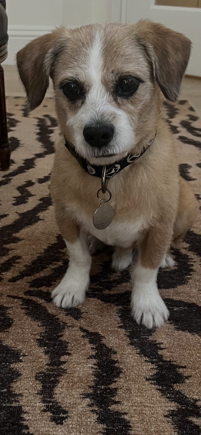 Customer photo review of Leap Years® Daily Healthy-Aging Support for Aging Dogs - NAD+ Precursor Soft Chews