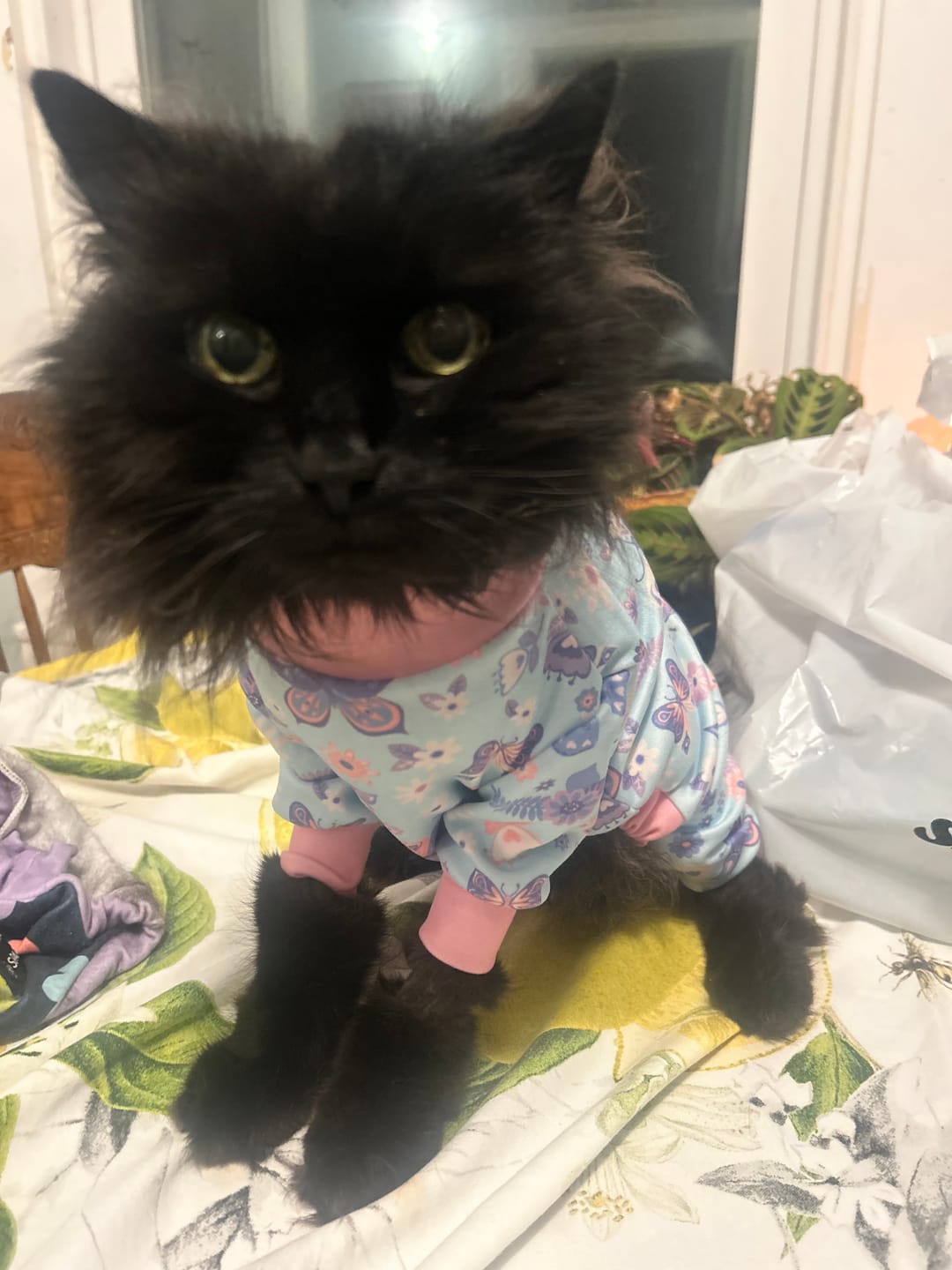 Customer photo review of Dog Pajama Prints