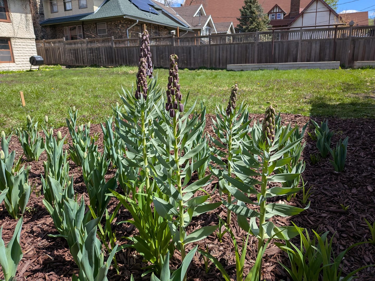 Customer photo review of Fritillaria Bulbs - Persica