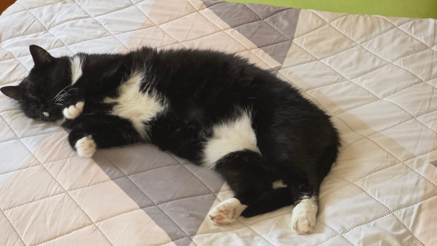 Customer photo review of Katzenklo Schaufel