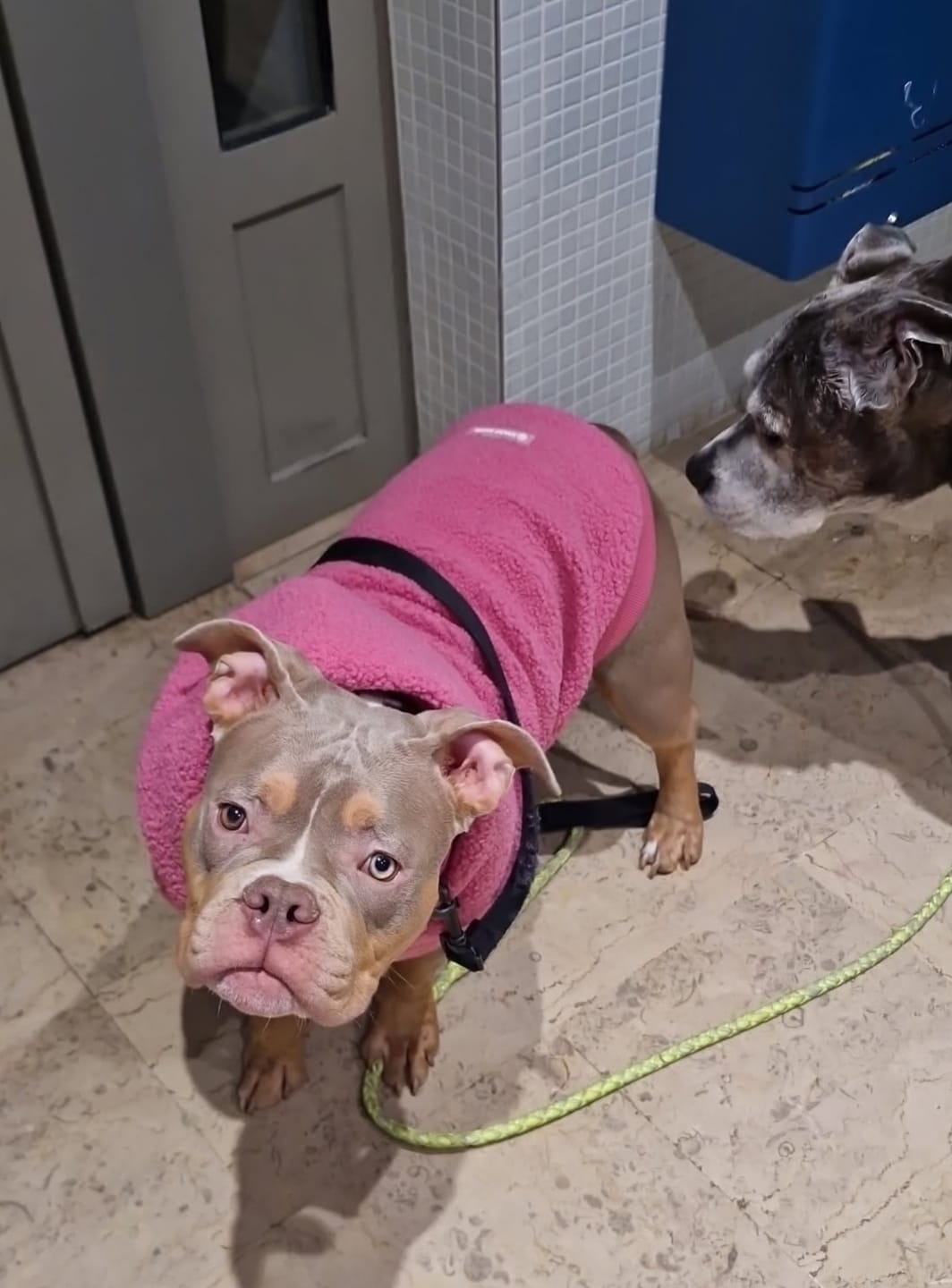 Customer photo review of Teddy Sherpa Dog Jacket - Dark Pink