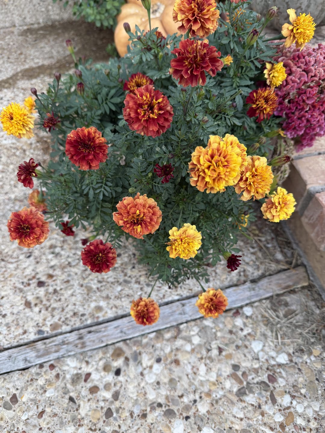 Customer photo review of French Marigold Seeds - Strawberry Blonde