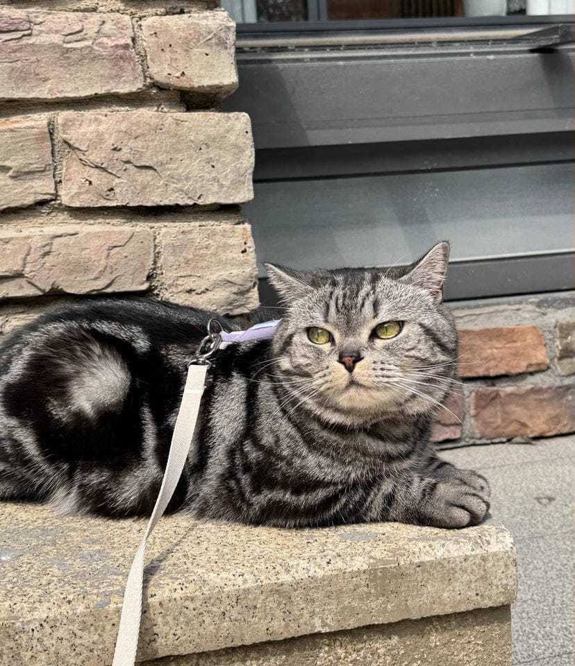 Customer photo review of Valora Dual-Buckle Ultra-Lightweight H-Shaped Cat Harness and Leash Set