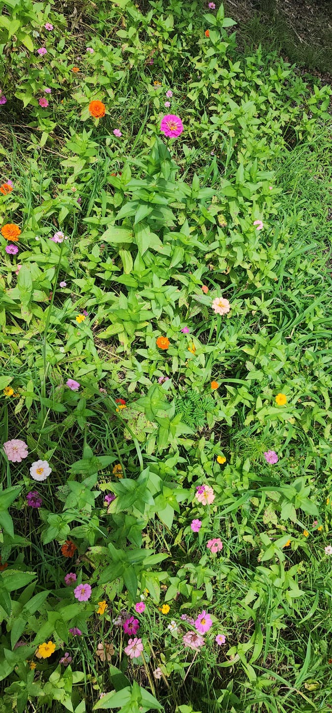 Customer photo review of Zinnia Seeds - Pumila / Cut & Come Again Mix
