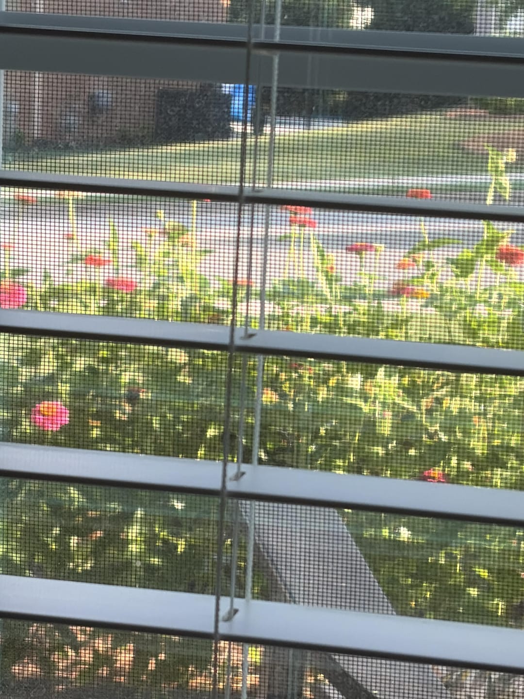 Customer photo review of Zinnia Seeds - Pumila / Cut & Come Again Mix