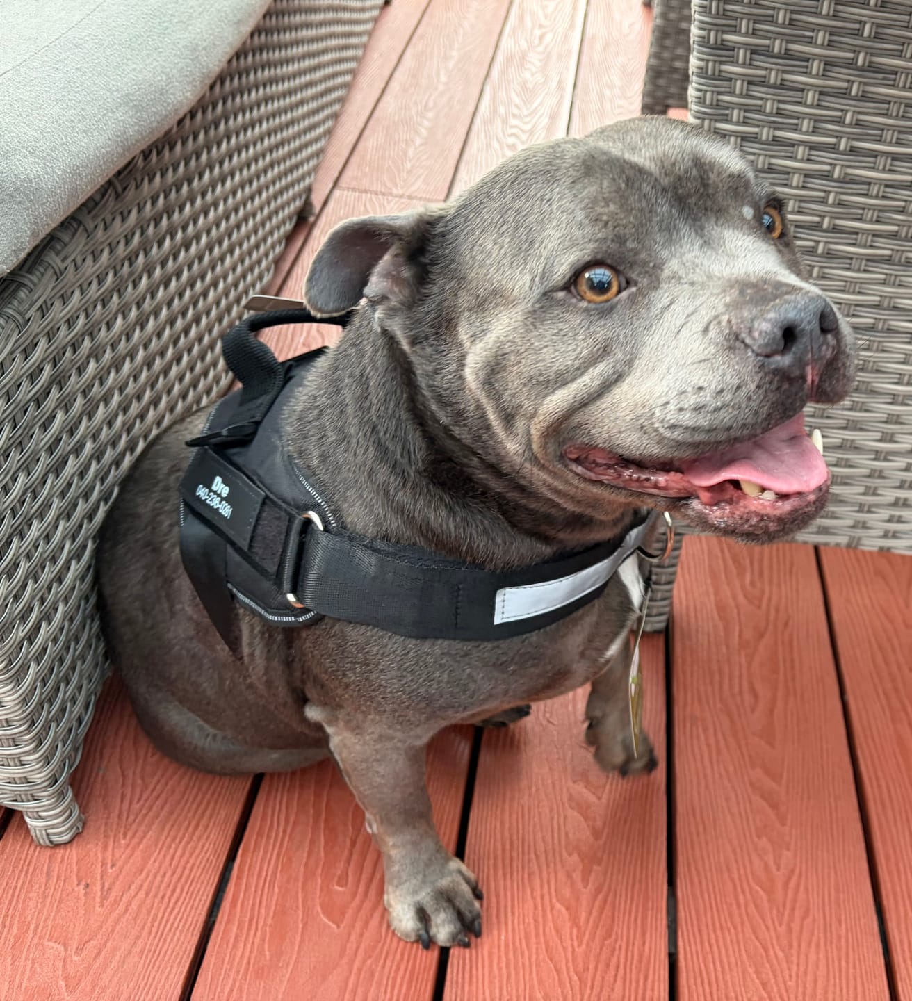 Customer photo review of Dogshood ™ No Pull Harness