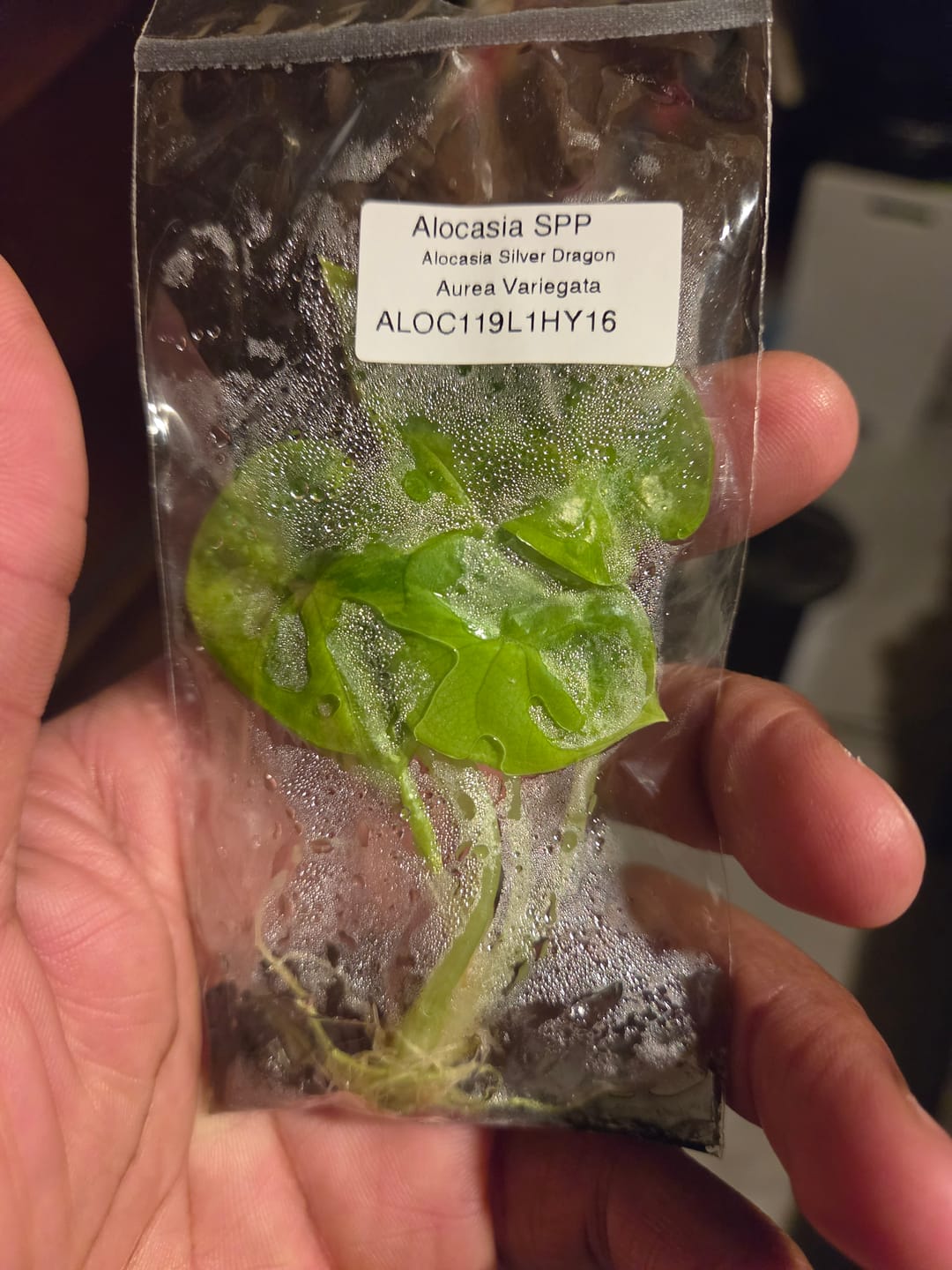Customer photo review of Alocasia Silver Dragon Aurea Variegated