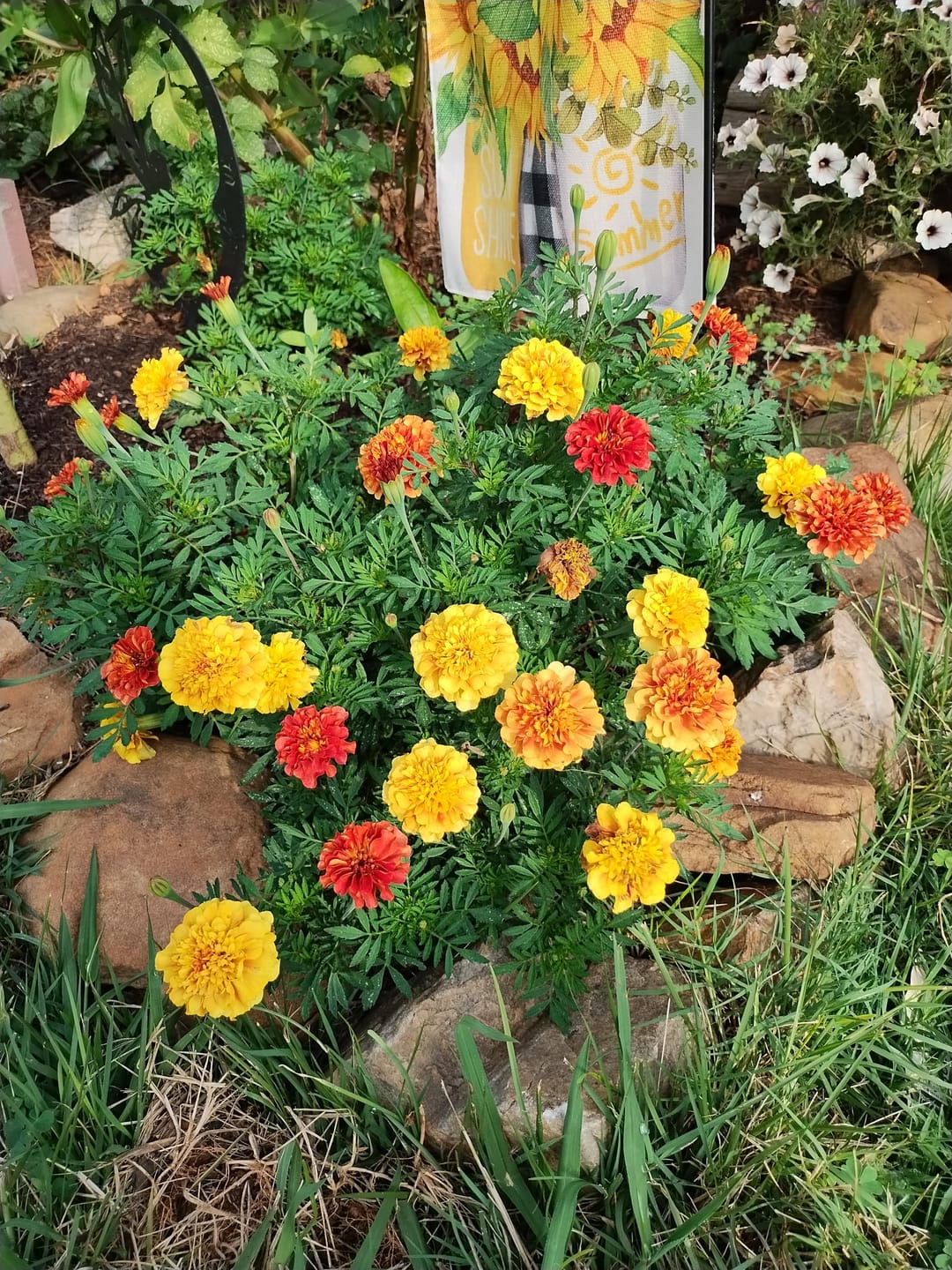 Customer photo review of French Marigold Seeds - Strawberry Blonde