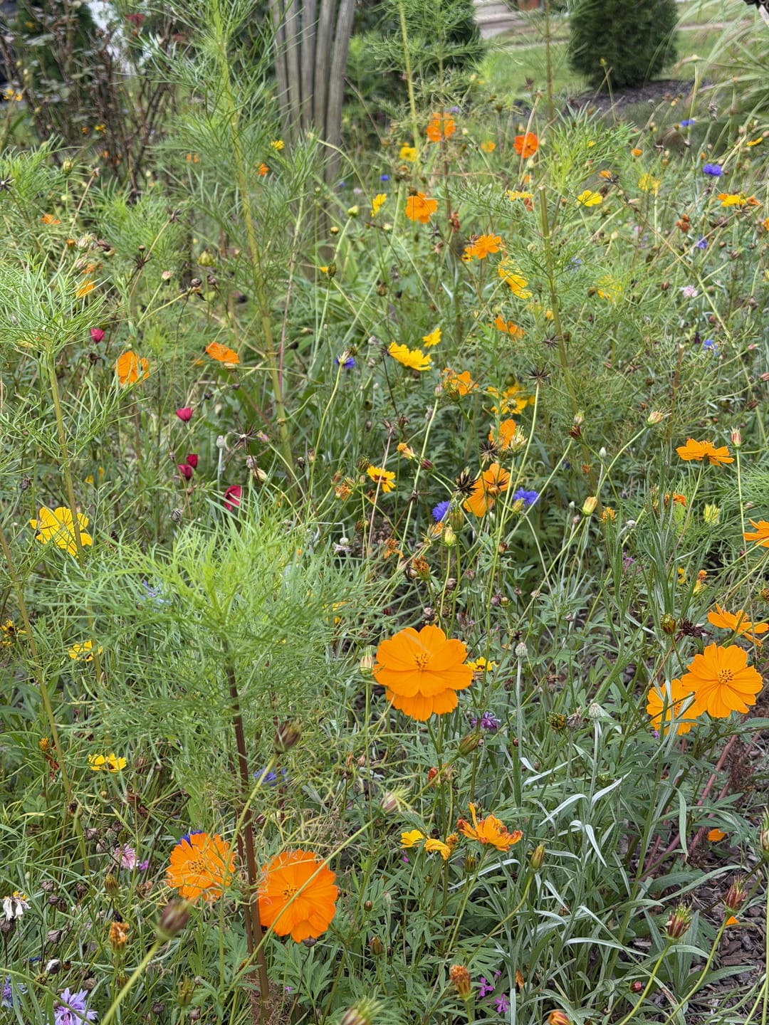 Customer photo review of Northeast Wildflower Seed Mix
