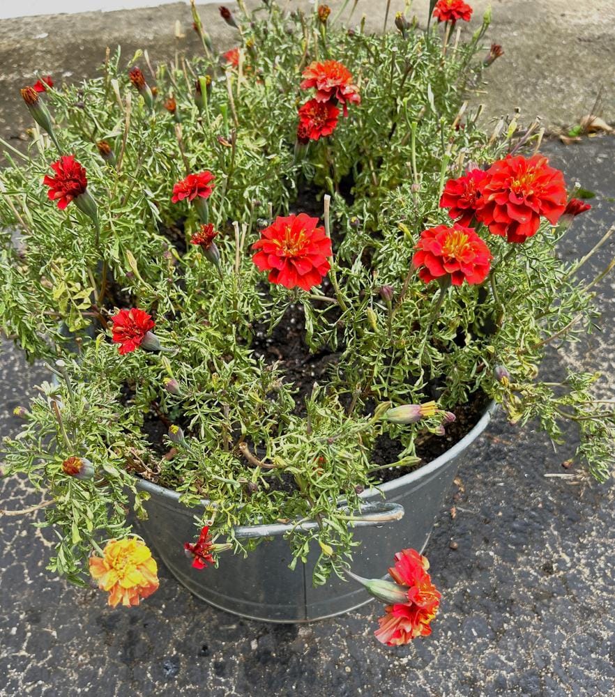Customer photo review of French Marigold Seeds - Strawberry Blonde