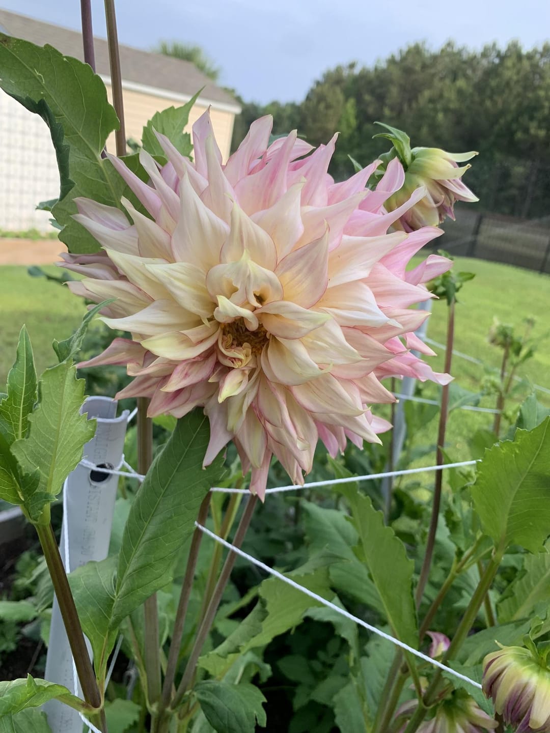 Customer photo review of Dahlia Tubers (Dinnerplate) - Penhill Watermelon
