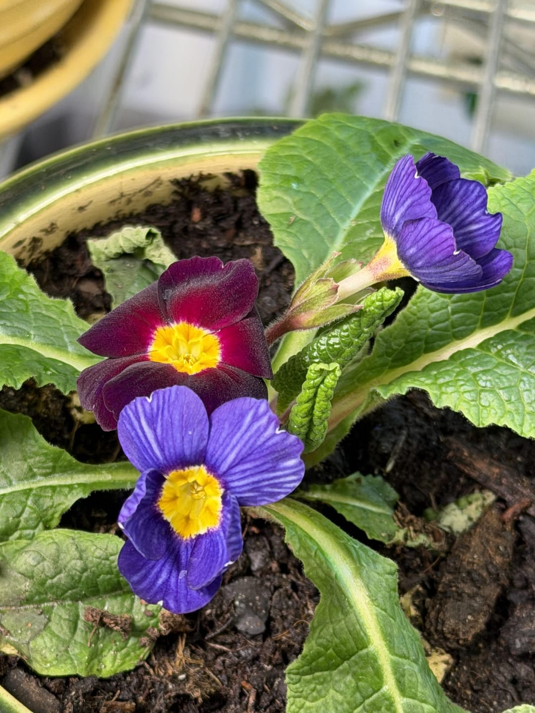 Customer photo review of Primrose Seeds - Blue Zebra