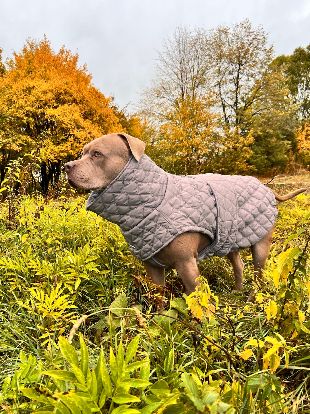 Customer photo review of Quilted Classic Winter Coat - Grey (2)