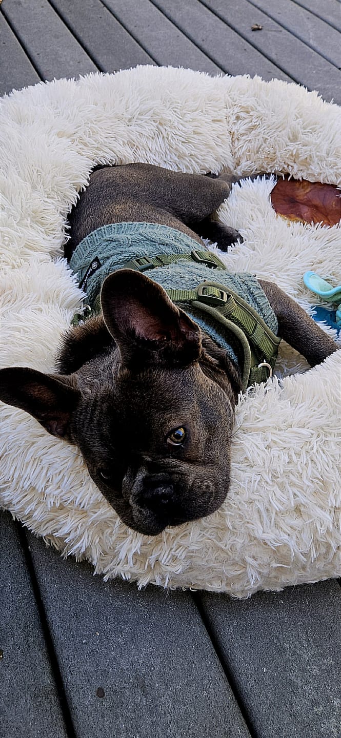 Customer photo review of Cable Knit Dog Sweaters