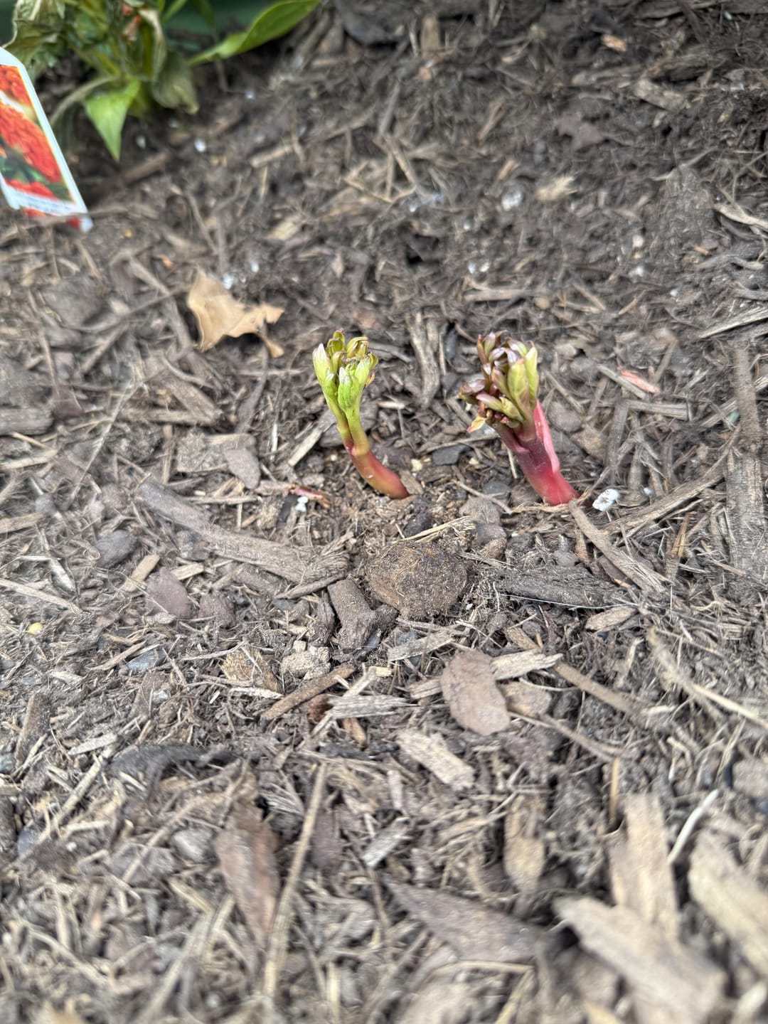 Customer photo review of Peony Roots - Buckeye Belle