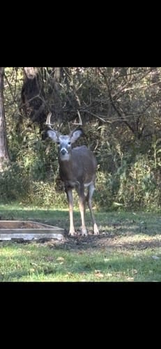 Customer photo review of VisTall 360 See-Through Ground Blind | 75-Inch 3 Person Pop Up Deer Blind with No-Trip Door | Portable Camo Hunting Blind with Blackout Curtain for Whitetail Deer Hunting