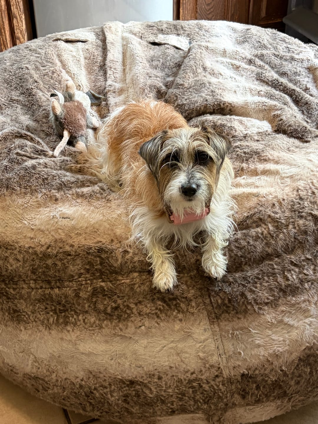 Customer photo review of Pet-Crumbles