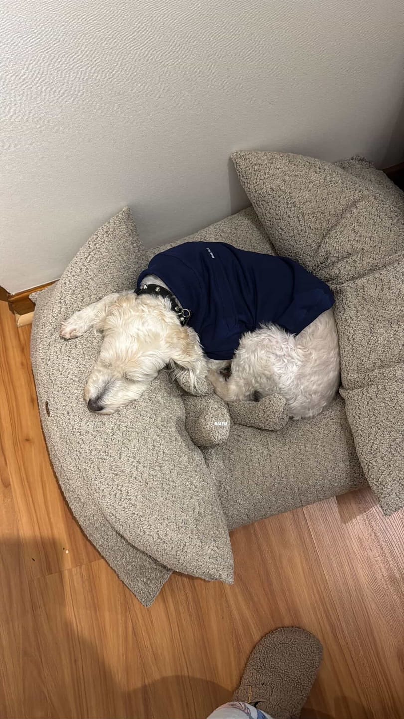 Customer photo review of Cama Yoko Arena