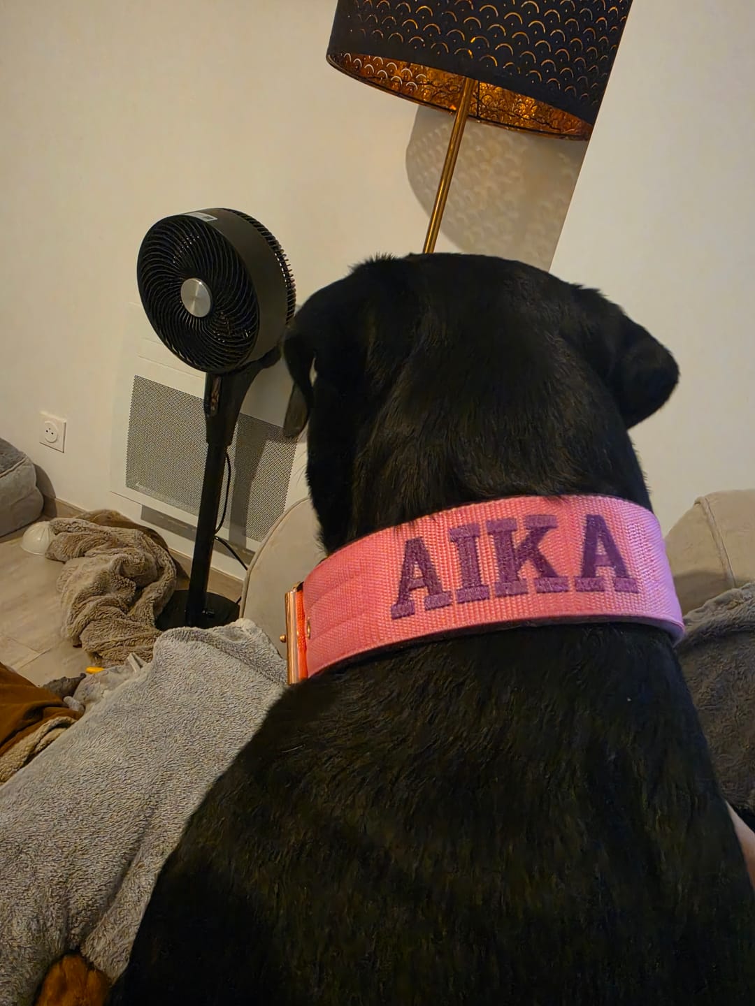 Customer photo review of Hundhalsband med namn